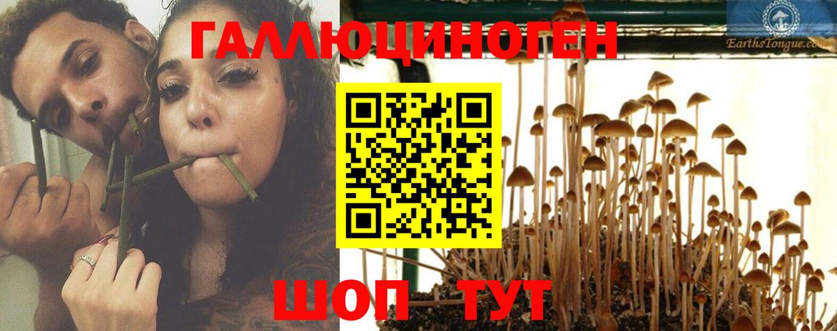 Псилоцибиновые грибы Psilocybe  как найти закладки  Богородицк  Псилоцибиновые грибы мицелий  Вход с VPN 